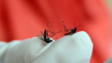 Ini Perbedaan Gejala Demam Dengue dan DBD