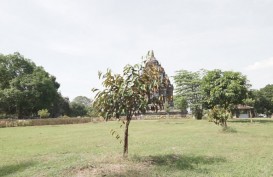 Berusia Satu Tahun, Gerakan Candi Darling Sudah Menanam 11 Ribu Pohon