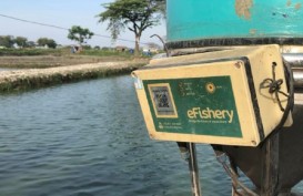 Jelajah Segitiga Rebana: Teknologi Tingkatkan Kualitas Ikan Tambak di Indramayu