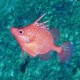 Ekspedisi Laut Dalam Timur Australia Temukan 10 Spesies Baru