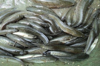 Banyak Dicari, Pangkalpinang Tebar 5.000 Benih Ikan Gabus