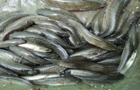 Banyak Dicari, Pangkalpinang Tebar 5.000 Benih Ikan Gabus