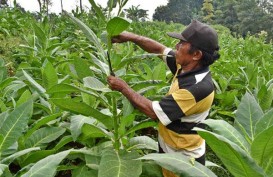 Virus Corona Jangan Jadi Penghambat Industri Serap Tembakau Petani Temanggung