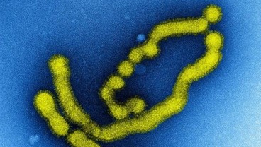 Ilmuwan Temukan Virus Flu Baru di China Yang Berpotensi Sebabkan Wabah Baru