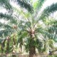 Kebun Sawit Seluas 3.000 Hektare di Mukomuko Beralih Fungsi