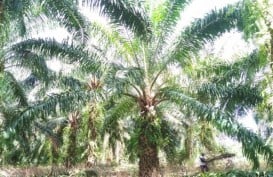 Kebun Sawit Seluas 3.000 Hektare di Mukomuko Beralih Fungsi