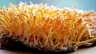 Jamur Cordyceps Bisa Lawan Virus Corona di Tubuh