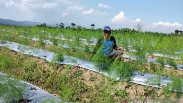 Petani di Temanggung Budi Daya Asparagus Mulai Banyak