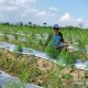 Petani di Temanggung Budi Daya Asparagus Mulai Banyak