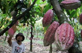 Investor Belgia Tertarik Kembangkan Kakao di Manokwari Selatan