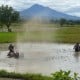 Nilai Tukar Petani & Harga Gabah Kering Panen di Lampung Meningkat