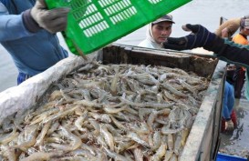KKP Bentuk Gugus Tugas Pengendalian Penyakit Ikan, Ini Tugasnya