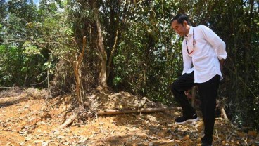 Kenapa Jokowi Tak Undang Mentan Garap 'Food Estate' di Kalteng?