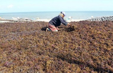 Gandeng Asia Sejahtera, Anak Usaha KBI Repo Resi Gudang Rumput Laut