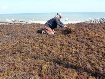 Gandeng Asia Sejahtera, Anak Usaha KBI Repo Resi Gudang Rumput Laut