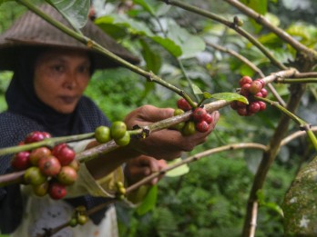 Rehabilitasi Hutan Jawa Ditarget Serap 1,38 Juta HOK