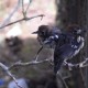 Dilepas-liarkan, Burung Anis Kembang Punya Habitat di TWA Ruteng