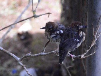 Dilepas-liarkan, Burung Anis Kembang Punya Habitat di TWA Ruteng
