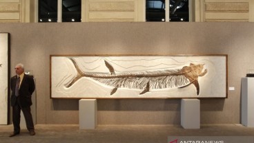 Fosil Ikan Purba Berusia 70 juta Tahun Ditemukan di Patagonia