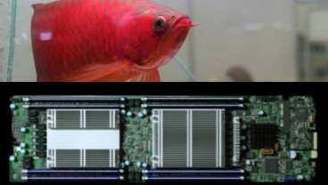 Kemenko Marves Minta Produksi Lokal Microchip Ikan Arwana
