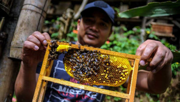 Produsen Madu di Lembang Jawa Barat Tembus Pasar Internasional