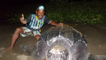 5 Penyu Raksasa Seukuran Meja Makan Bertelur di Pantai Warebar Raja Ampat