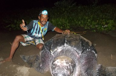 5 Penyu Raksasa Seukuran Meja Makan Bertelur di Pantai Warebar Raja Ampat