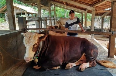 Jokowi Beli Sapi Kurban Jumbo Seharga Rp87 Juta, Namanya Gombloh