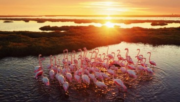 Di Balik Punahnya Flamingo Australia