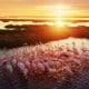 Di Balik Punahnya Flamingo Australia