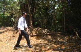 Jokowi Ingin Kalteng Jadi Lumbung Pangan Baru di Luar Pulau Jawa
