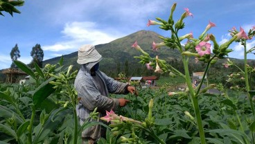 Pandemi Covid-19, Petani Tembakau Tunggu Serapan Jelang Panen