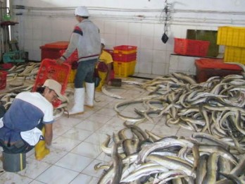 KKP Dorong Pemda dan Pengusaha Budidaya Ikan Sidat