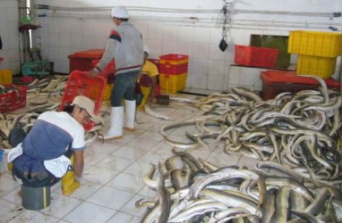 KKP Dorong Pemda dan Pengusaha Budidaya Ikan Sidat 