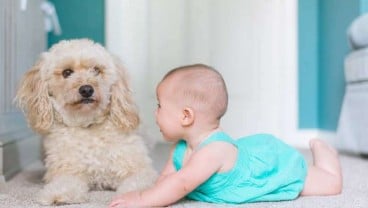 Bermain dengan Anjing, Bisa Tingkatkan  Kecerdasan Emosional Anak