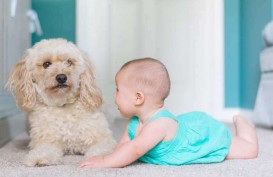 Bermain dengan Anjing, Bisa Tingkatkan  Kecerdasan Emosional Anak