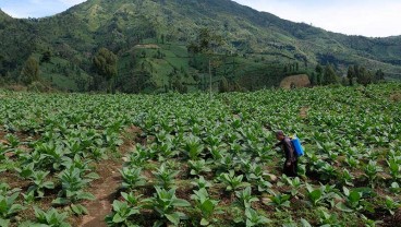 Lahan Tanaman Tembakau Temanggung Susut 4.600 Hektare Tahun Ini