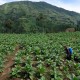 Lahan Tanaman Tembakau Temanggung Susut 4.600 Hektare Tahun Ini