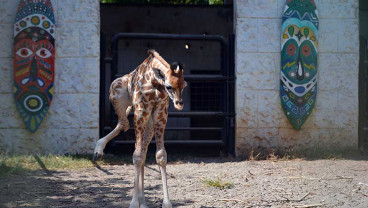 Bayi Jerapah di Maharani Zoo Paciran Lamongan Diberi Nama Kindi