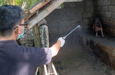 Kemenkes: Flu Babi Baru Tidak Ditemukan di Indonesia 