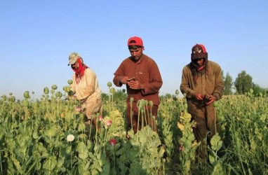 Opium, Kunci Sembuh Virus Corona di Afghanistan?