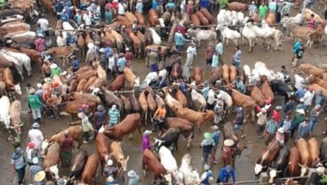 Permintaan Sapi Siap Potong di Jatim Belum Meningkat