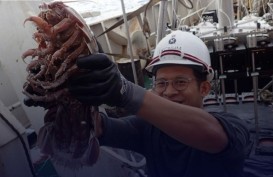 'Kecoak Laut Raksasa’ Ditemukan di Laut Dalam Indonesia
