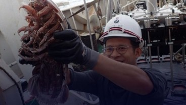 'Kecoak Laut Raksasa’ Ditemukan di Laut Dalam Indonesia