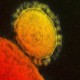 14 Mitos Seputar Virus Corona yang Terpatahkan Keilmuan