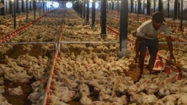 SOLUSI FLUKTUASI HARGA AYAM : Kebijakan RPHU Tak Efektif