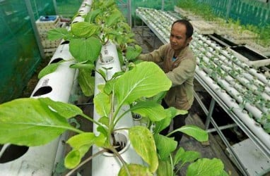 Ingin Mulai Urban Farming? Kenali Ragam Sub Sistem Budidaya