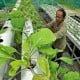 Ingin Mulai Urban Farming? Kenali Ragam Sub Sistem Budidaya