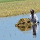 Banjir Rendam Ratusan Hektare Sawah di Sulteng, Sebagian Gagal Panen