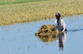 Banjir Rendam Ratusan Hektare Sawah di Sulteng, Sebagian Gagal Panen